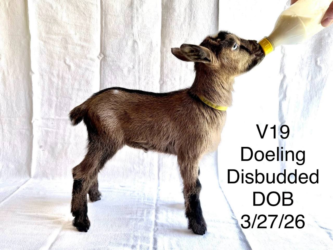 V19 Doeling