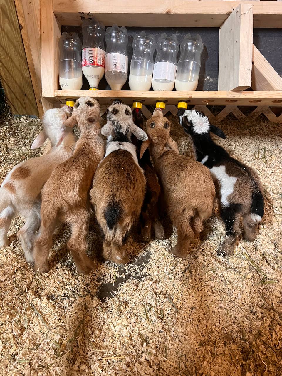 Bottle-fed kids on the feeding wall