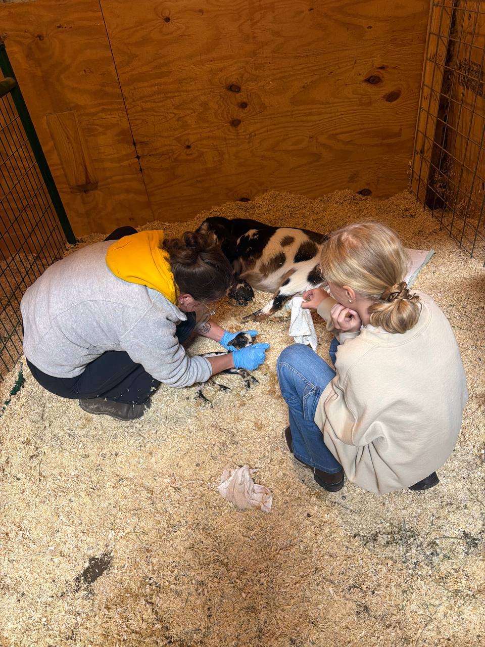 Family helping during a kidding