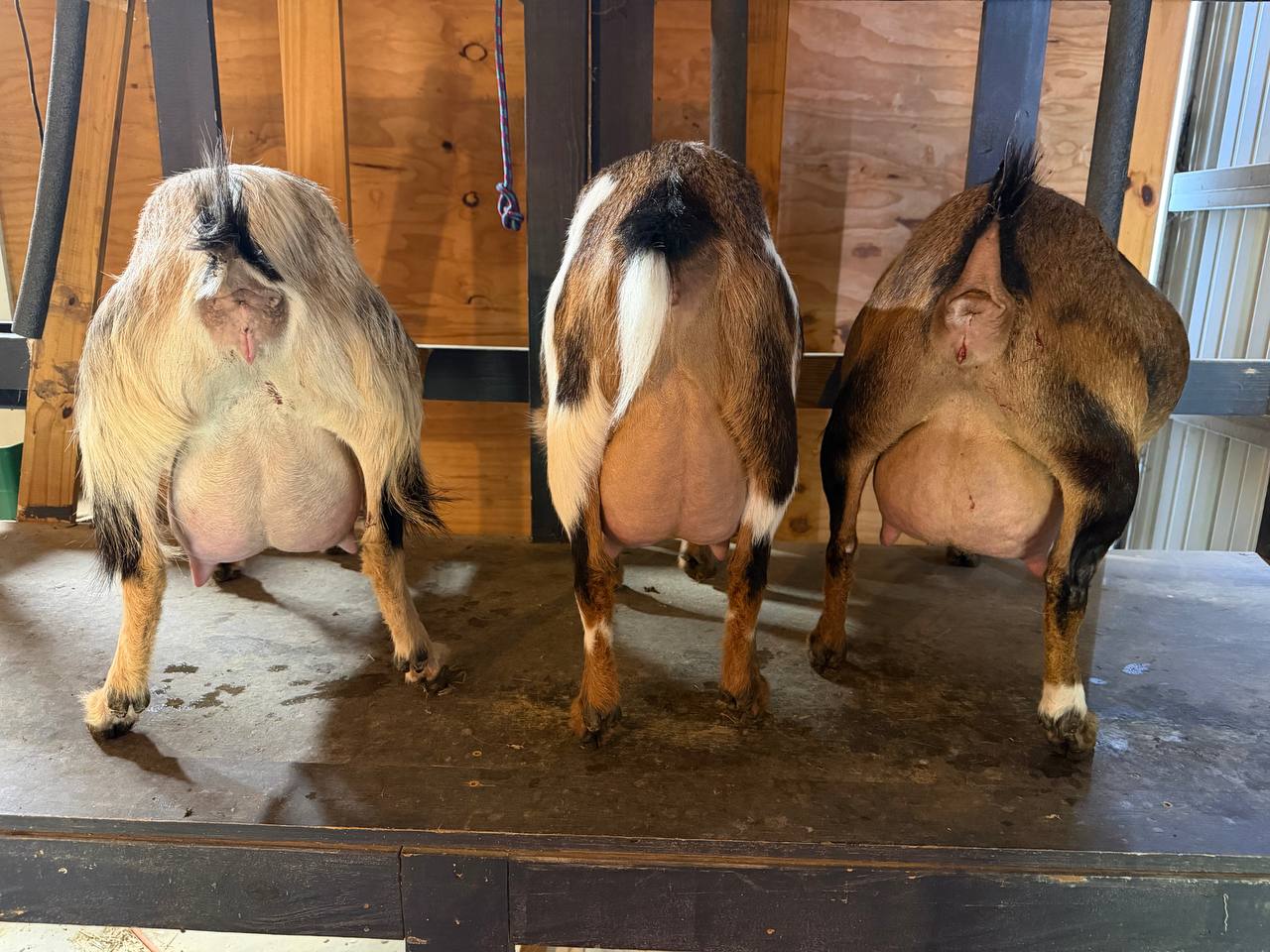 Naomi Lane udder line